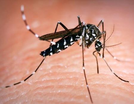 ​为什么说蚊子其实是被病毒利用了