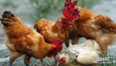农村里常看到公鸡骑在母鸡身上，鸡是怎么进行交配的？