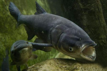 世界上十大淡水鱼之王分别是什么?中国的白鲟、亚马逊的巨骨舌鱼上榜