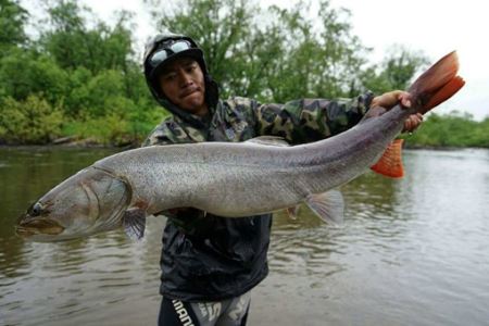 世界上十大淡水鱼之王分别是什么?中国的白鲟、亚马逊的巨骨舌鱼上榜