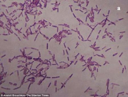 科学家发现350万年杆菌：有望解开长生不老之谜