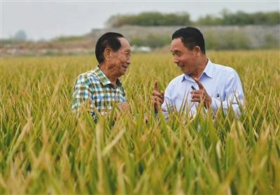 超级杂交水稻亩产破世界纪录 种植前需做哪些工作？