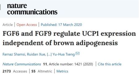 FGF6和FGF9诱导UCP1在前脂肪细胞中的表达，与脂肪细胞的分化无关