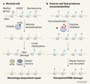 一探究竟！Nature：肿瘤代谢物如何阻碍DNA修复
