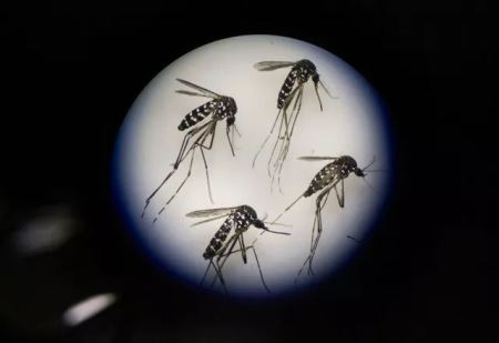世界上最大的蚊子工厂在哪个国家?蚊子工厂养蚊子干什么