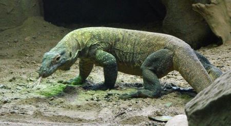 印尼巨蜥科莫多龙 印尼人为啥不怕科莫多巨蜥