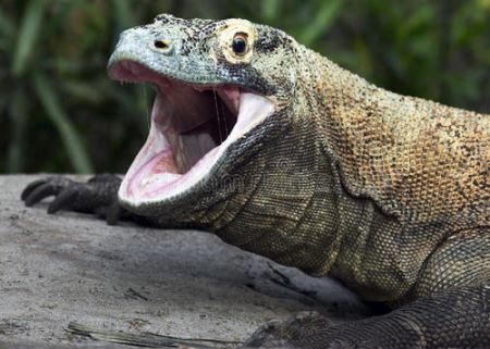 印尼巨蜥科莫多龙 印尼人为啥不怕科莫多巨蜥