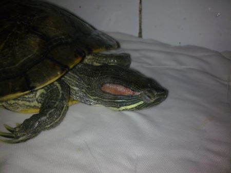 乌龟假死状态 乌龟几岁下蛋