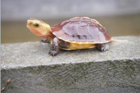 乌龟假死状态 乌龟几岁下蛋