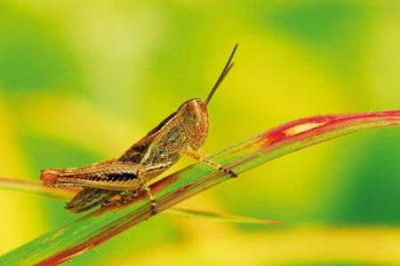 蝗虫的耳朵长在哪里 词起源于哪个朝代