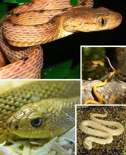 金色的蛇是啥蛇 白颈蛇