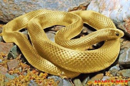 金色蛇大全 金色蛇是啥品种