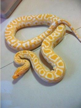 黄金颜色的蛇叫啥 蛇对啥颜色敏感
