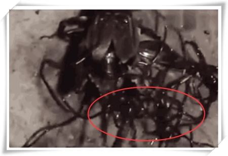 蟑螂体内的寄生虫铁线虫你见过吗？
