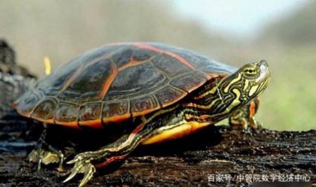 十大最难养乌龟排行 最聪明的龟排名