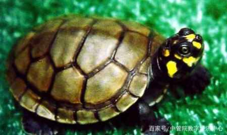 十大最难养乌龟排行 最聪明的龟排名