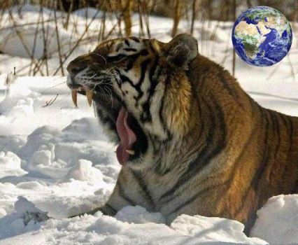 专吃东北虎的巨虎 远东北亚巨虎图片