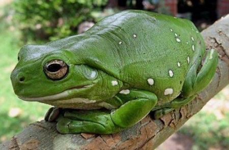 小型青蛙品种 青蛙品种大全图