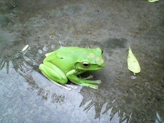 小型青蛙品种 青蛙品种大全图
