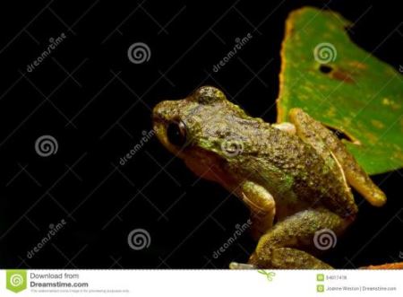 黑色皮青蛙品种 常见青蛙品种