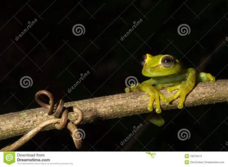 黑色皮青蛙品种 常见青蛙品种