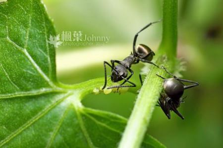 蚂蚁有几种品种 蚂蚁常见种类