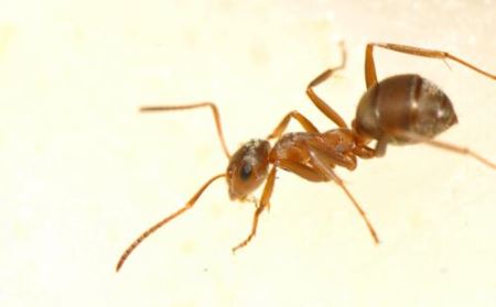 蚂蚁有几种品种 蚂蚁常见种类
