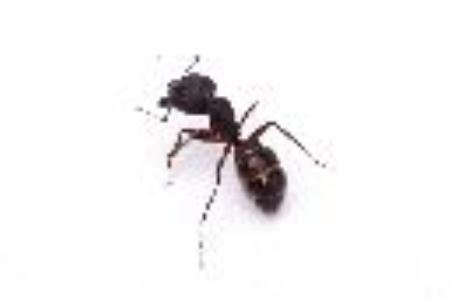 黄蚂蚁如何消灭 家里有黄蚂蚁如何办能除根