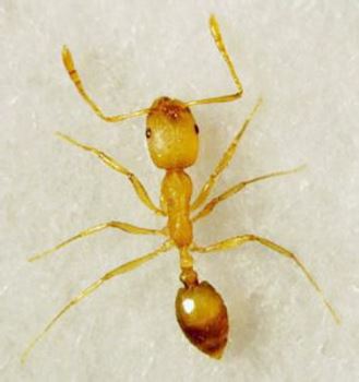 黄蚂蚁如何消灭 家里有黄蚂蚁如何办能除根