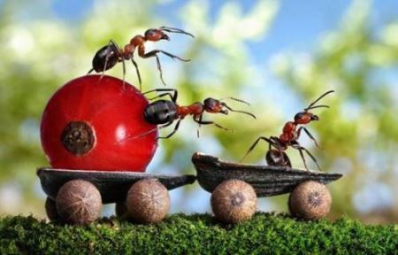 蚂蚁战斗力排名 黄蚂蚁