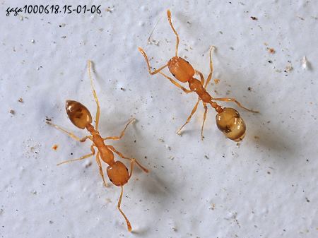 家里有小黄蚂蚁的原因 家里小蚂蚁太多了如何消灭呢