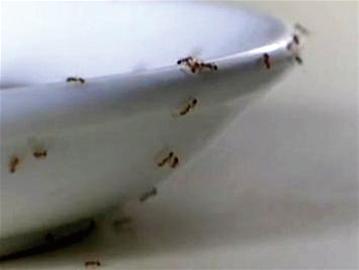 家里有小黄蚂蚁的原因 家里小蚂蚁太多了如何消灭呢