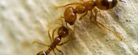 家里有金色的小蚂蚁 家里有小蚂蚁如何回事