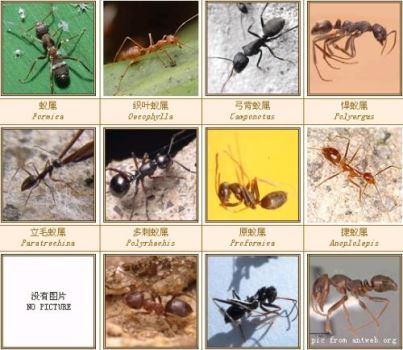 中国最常见的蚂蚁有哪几种 中国最常见的十种蚂蚁是哪十种
