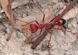 中国最常见的蚂蚁有哪几种 中国最常见的十种蚂蚁是哪十种