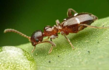 蚂蚁体型排行 消灭蚂蚁最简单的办法