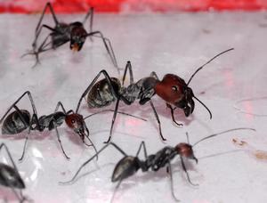 蚂蚁体型排行 消灭蚂蚁最简单的办法