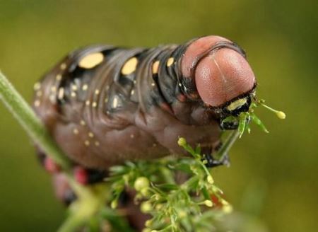 十大最吓人的昆虫 世界十大可怕昆虫