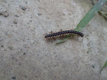 细长很多脚像蜈蚣的虫子 海里像蜈蚣一样的虫子