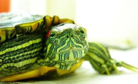 绿色的乌龟是啥品种 乌龟怎样才算认可主人