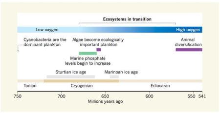 这张时间线示意图显示了地球的地质化学变化与藻类等真核生物的出现之间的联系