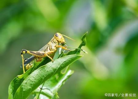 蝗虫聚集有毒 在中国蝗虫都不敢扎堆