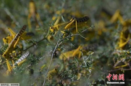 蝗虫聚集有毒 在中国蝗虫都不敢扎堆