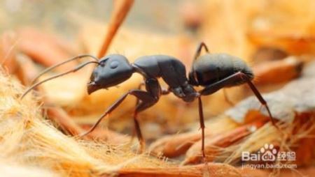 消灭红蚂蚁最简单的办法 红蚂蚁用啥消灭快