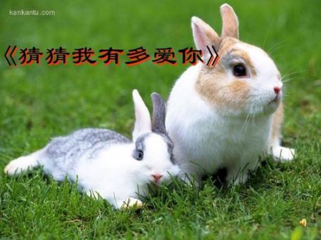 兔子爱你的表现 兔子一摸就压低身体