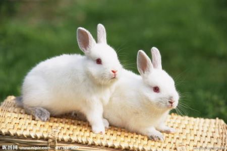 兔子爱你的表现 兔子一摸就压低身体