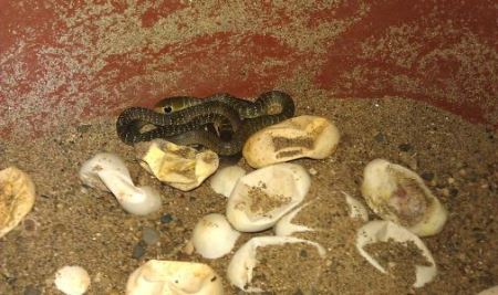 蛇是从蛋里孵出来的吗 蛇蛋多长时间可以孵出蛇来