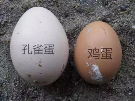 孔雀是蛋孵出来的吗 孔雀蛋放多长时间不能孵化