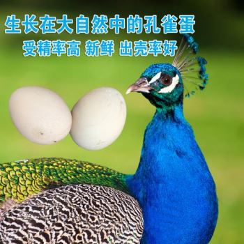 孔雀是蛋孵出来的吗 孔雀蛋放多长时间不能孵化