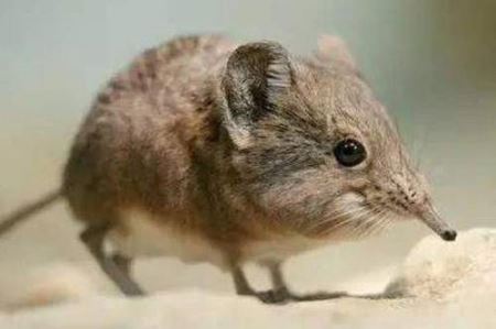 地球上“最小”的五种动物 地球上最奇特的五种动物